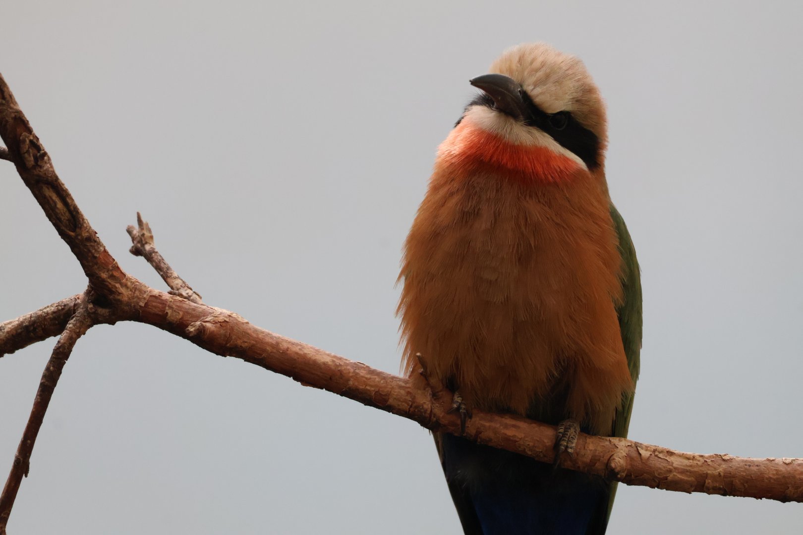 White Fronted Bee Eater