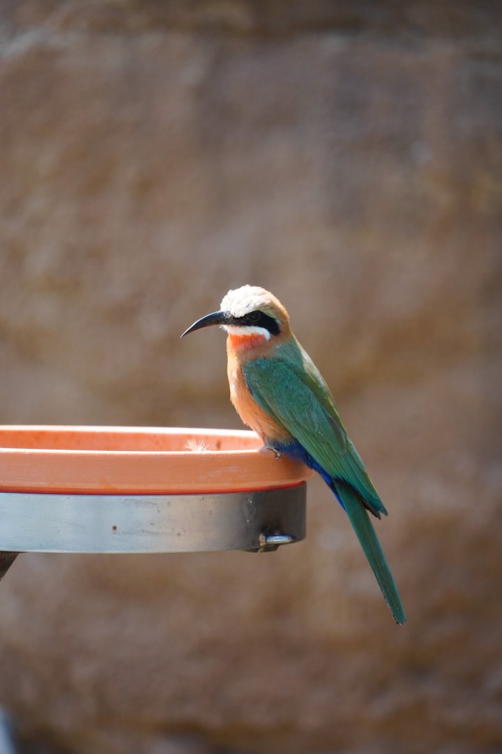 White-Fronted Bee-Eater