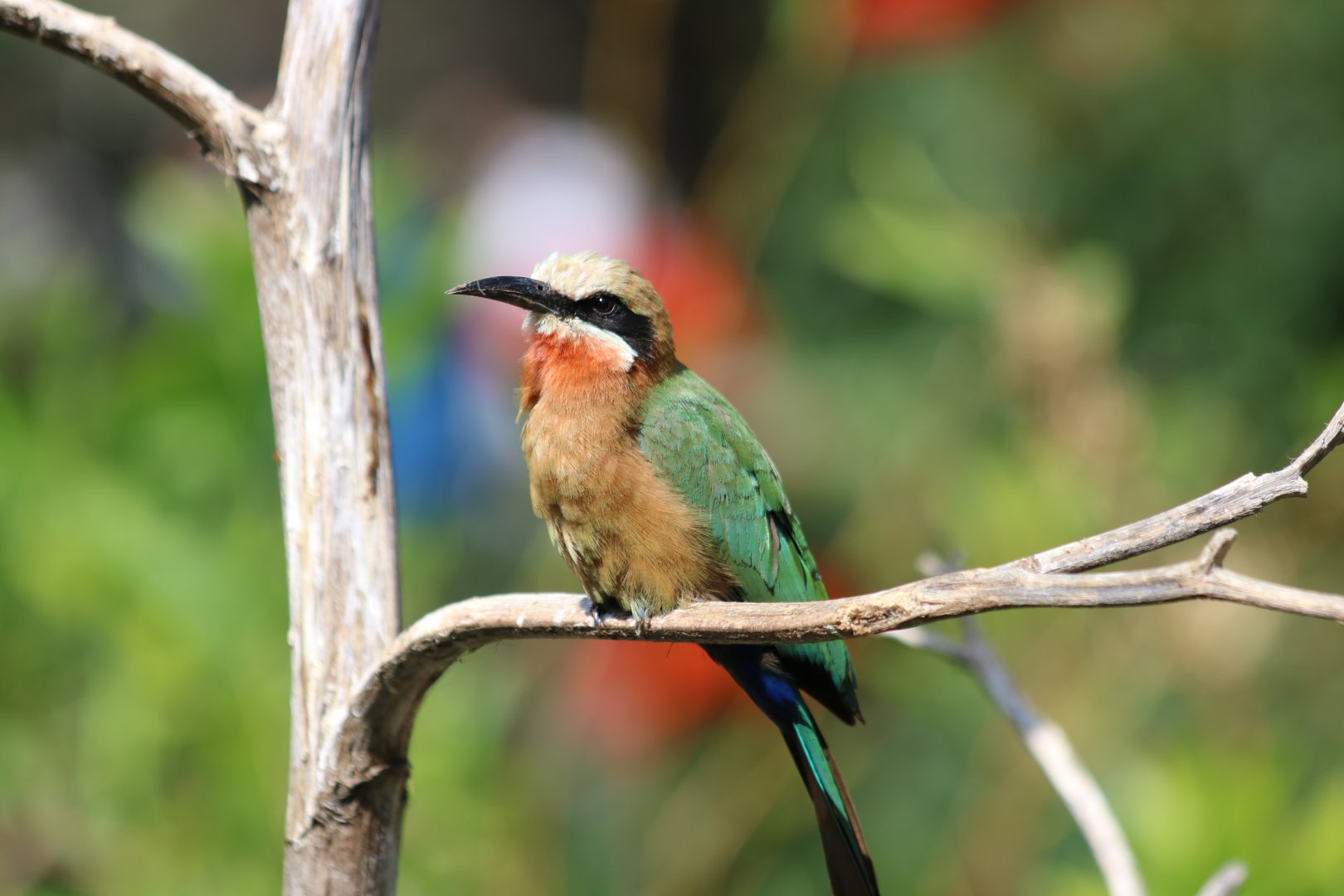 White-fronted Bee-eater