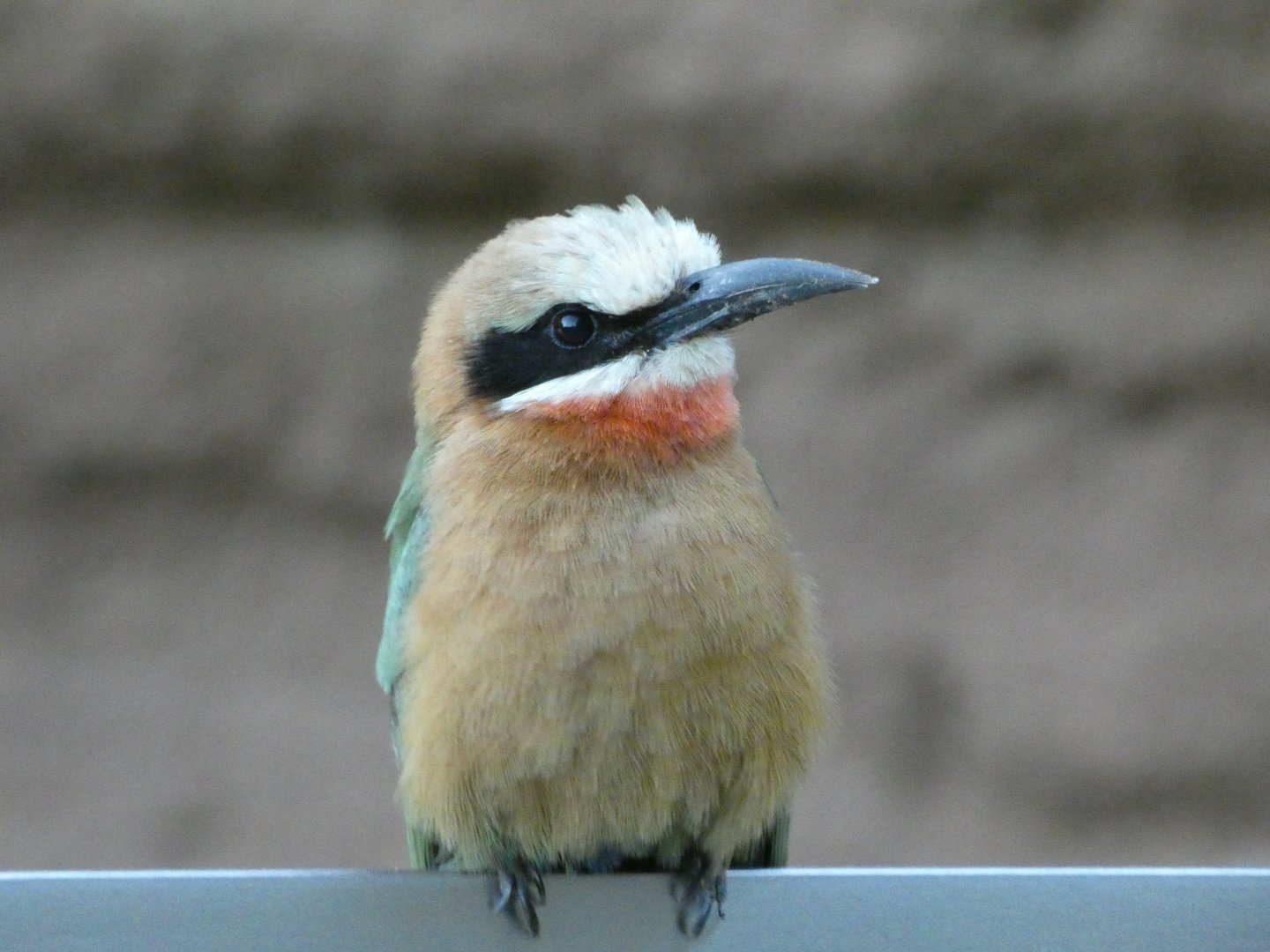 White-fronted bee eater