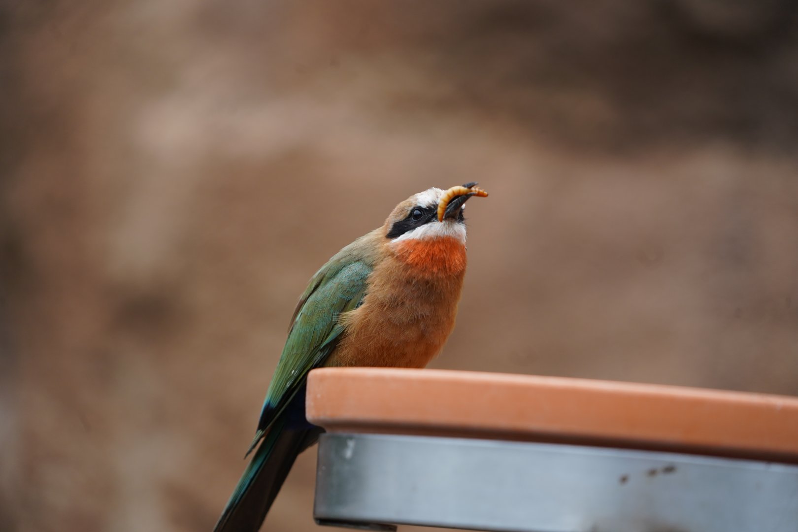 White-fronted Bee-eater