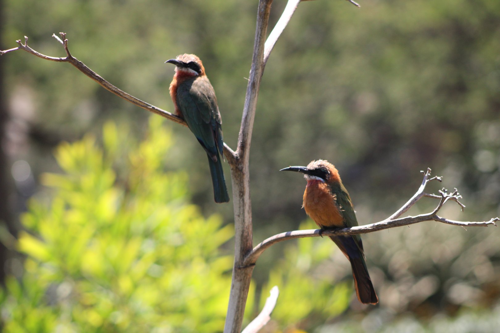 White-Fronted Bee-Eaters (Merops bullockoides)