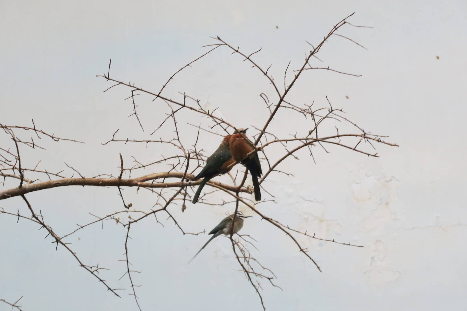 White-fronted Bee-eaters - World of Birds 041215