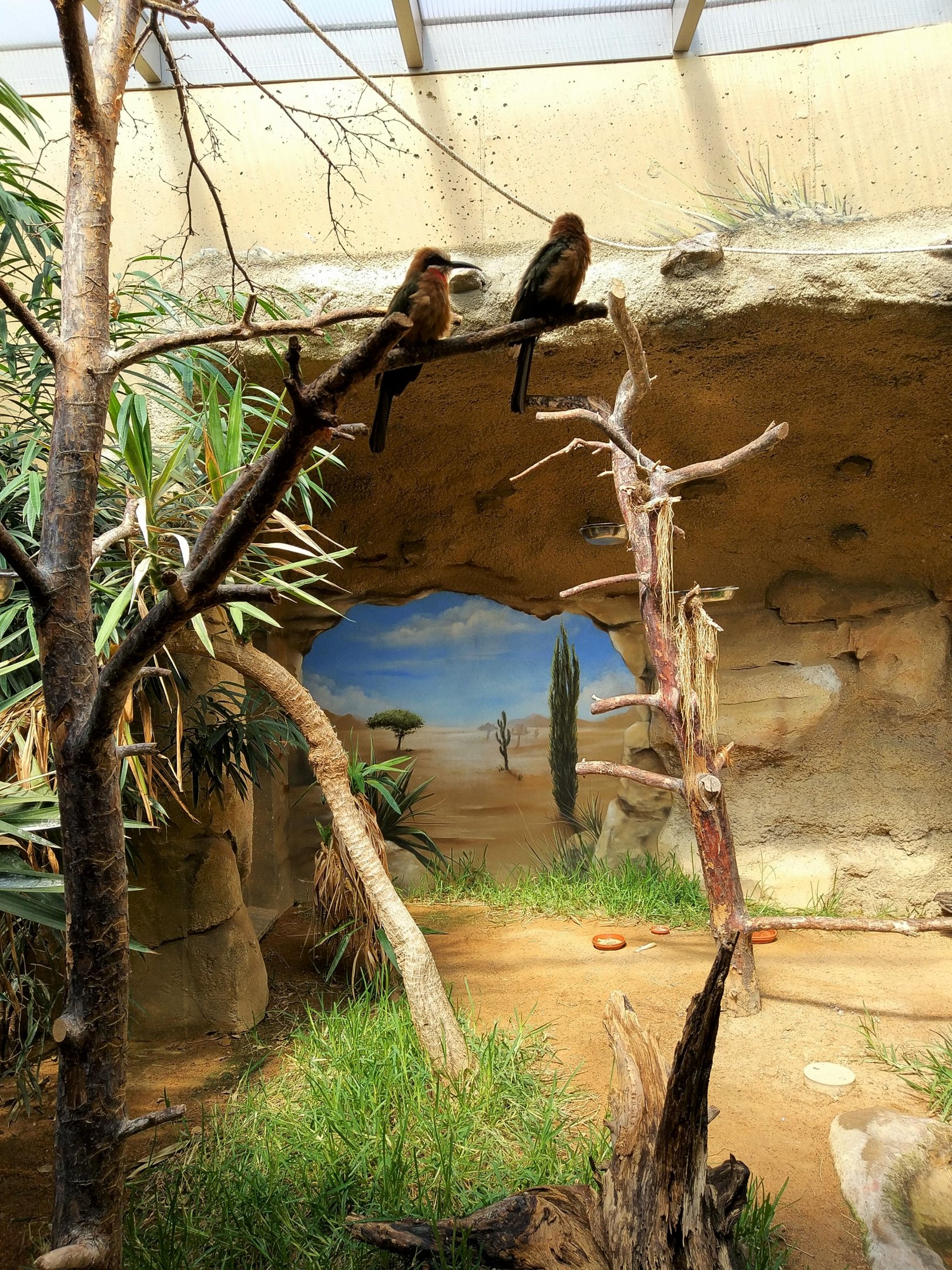 White-fronted Bee-eaters