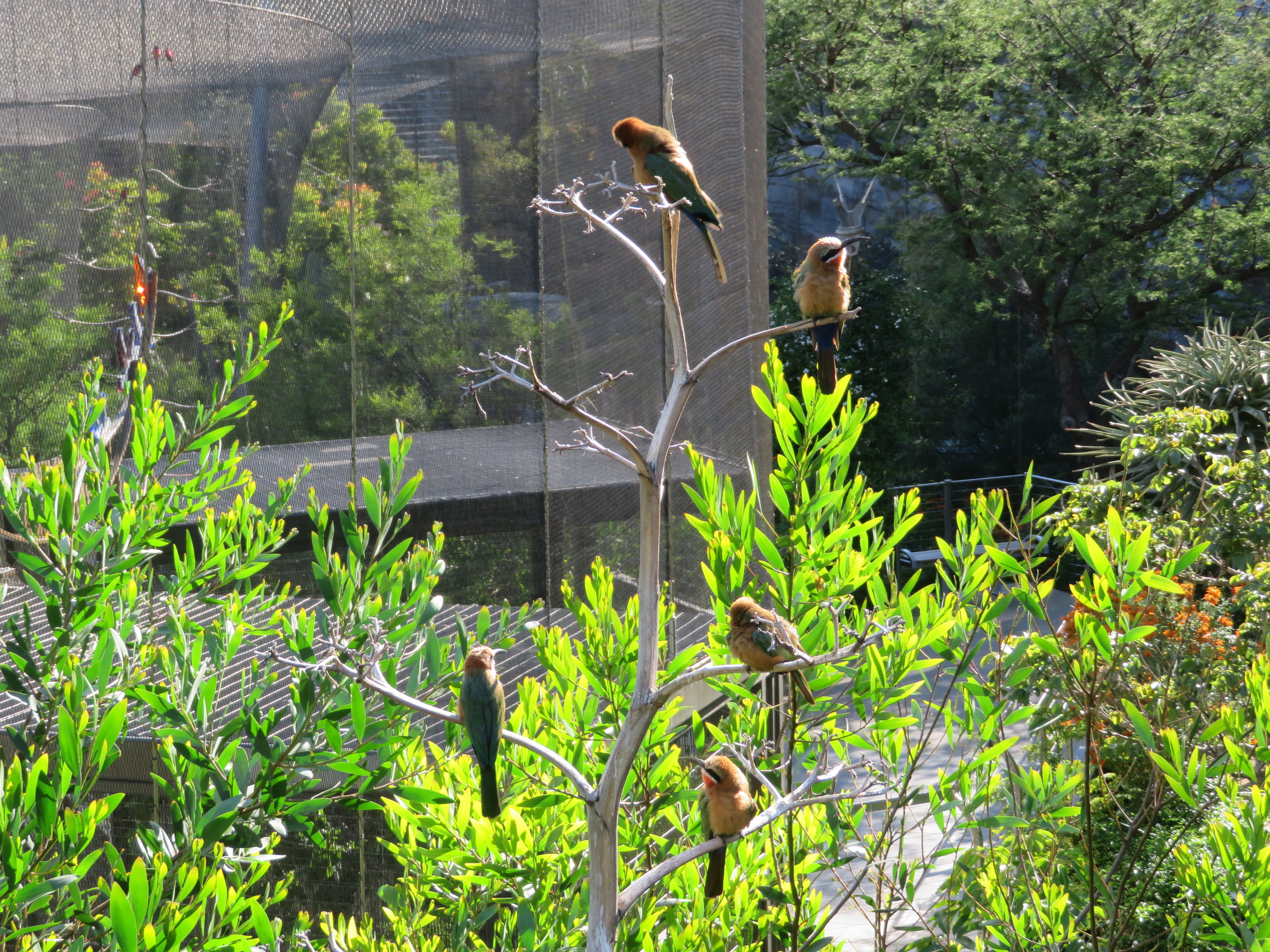 White-fronted Bee-eaters