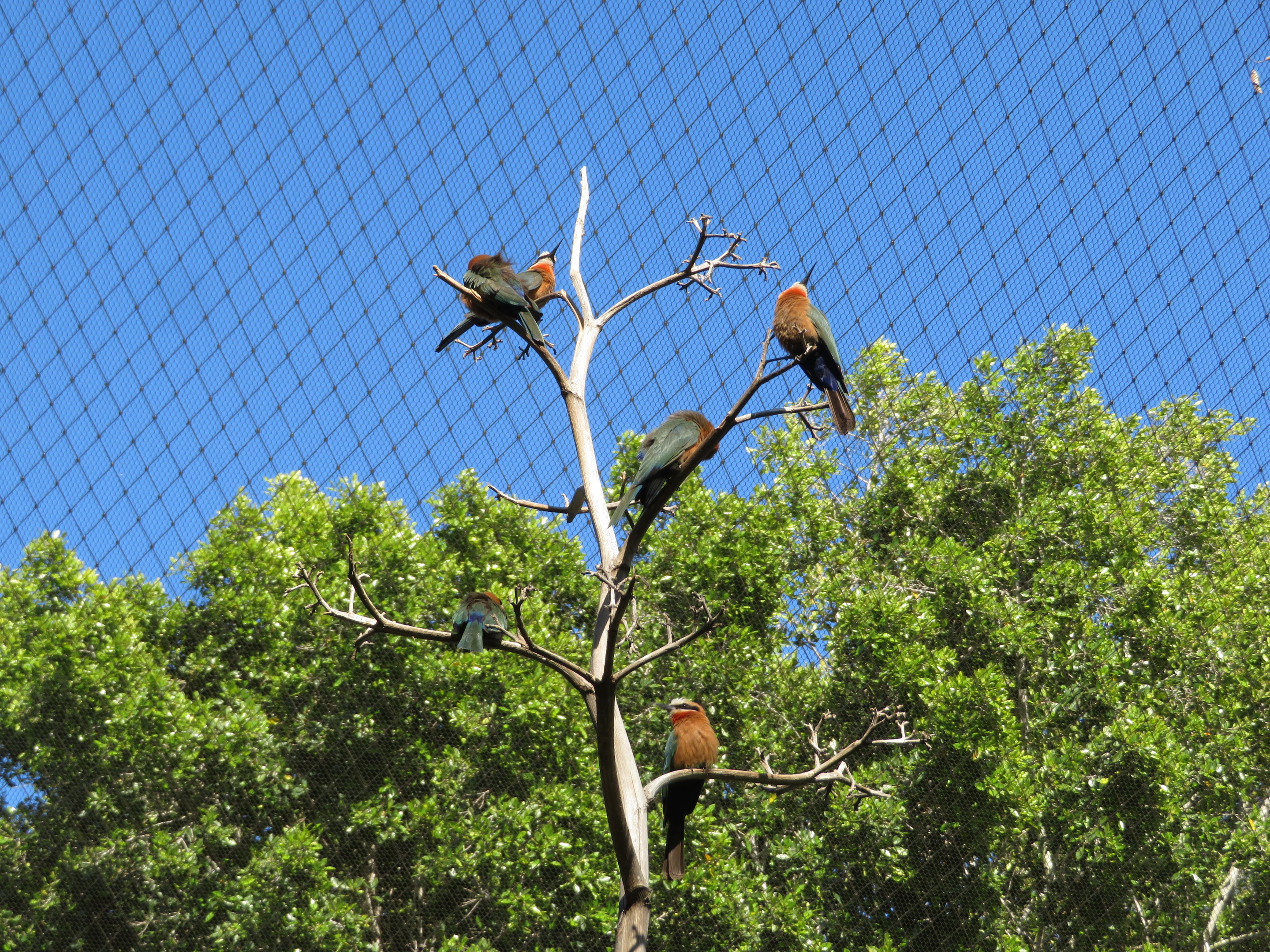 White-fronted Bee-eaters