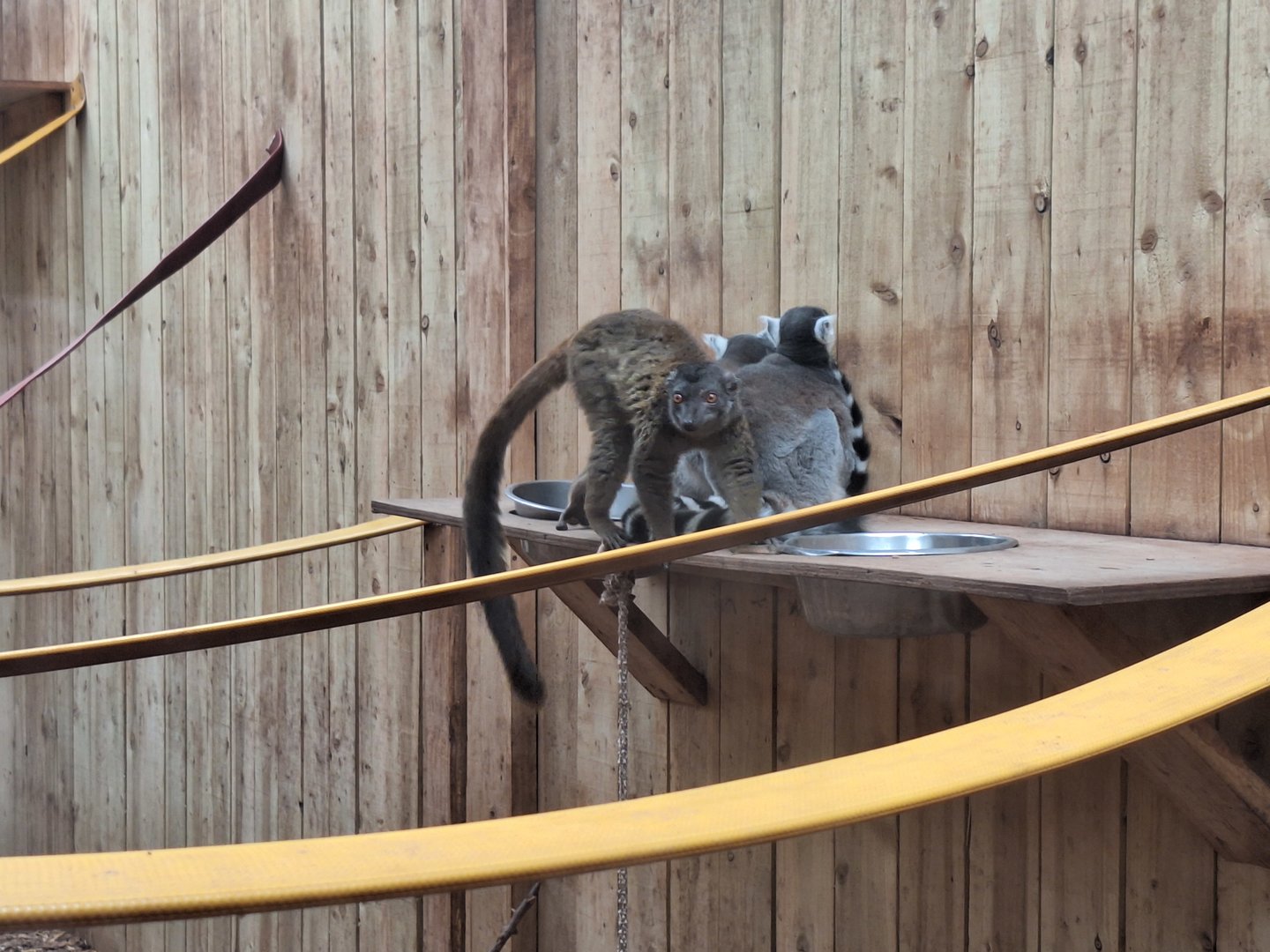 White-fronted brown and Ring-tailed Lemurs