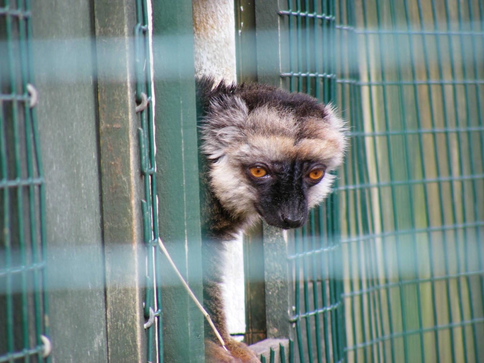 White-fronted brown lemur at Isle of Wight Zoo, 5 April 2010