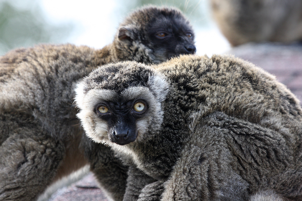 White Fronted Brown Lemur at Peak Wildlife Park 5/9/15