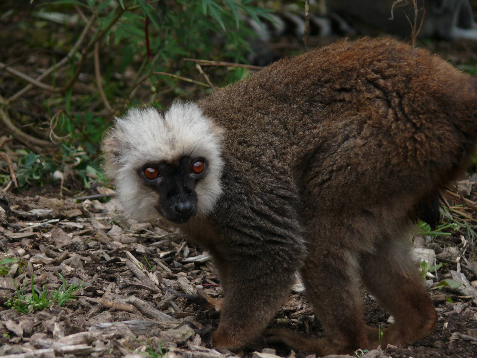 White-fronted brown lemur (Eulemur albifrons)