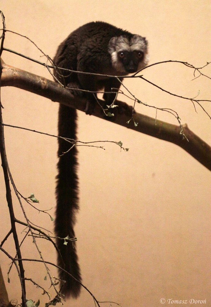 White-fronted Brown Lemur (Eulemur albifrons)