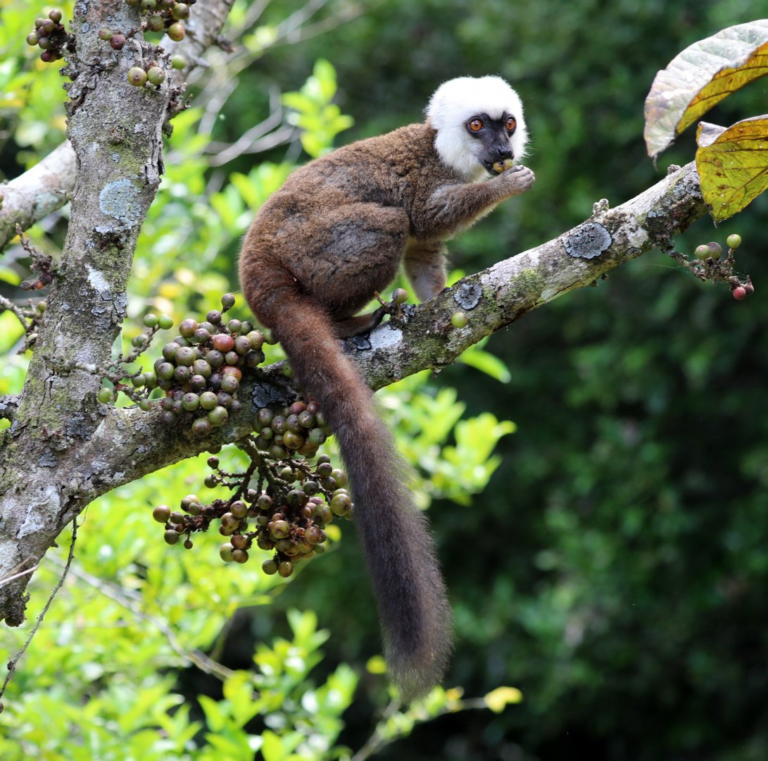 White-fronted Brown Lemur (Eulemur albifrons)