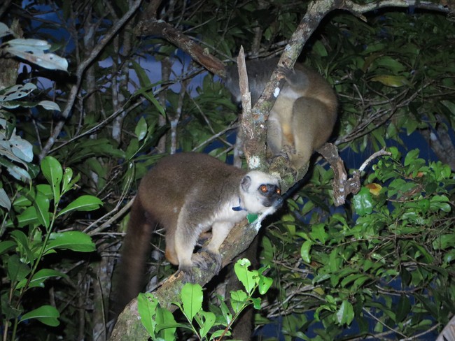 White fronted brown lemur