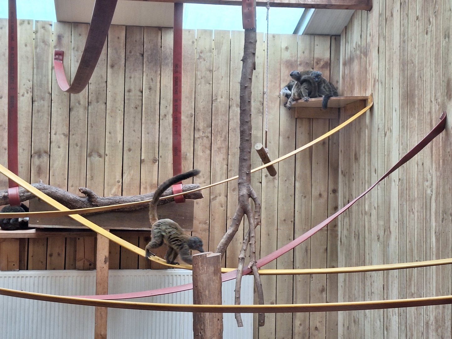 White-fronted Brown Lemurs