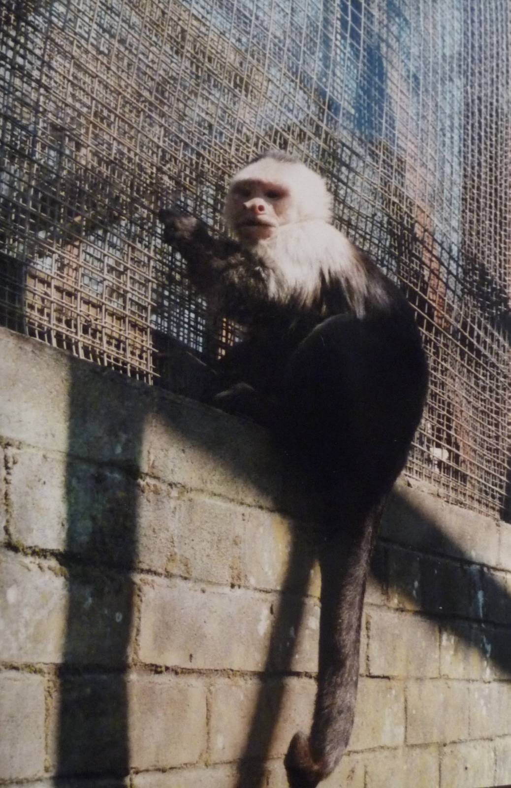 White-fronted Capuchin at Glasgow Zoo, 2002.