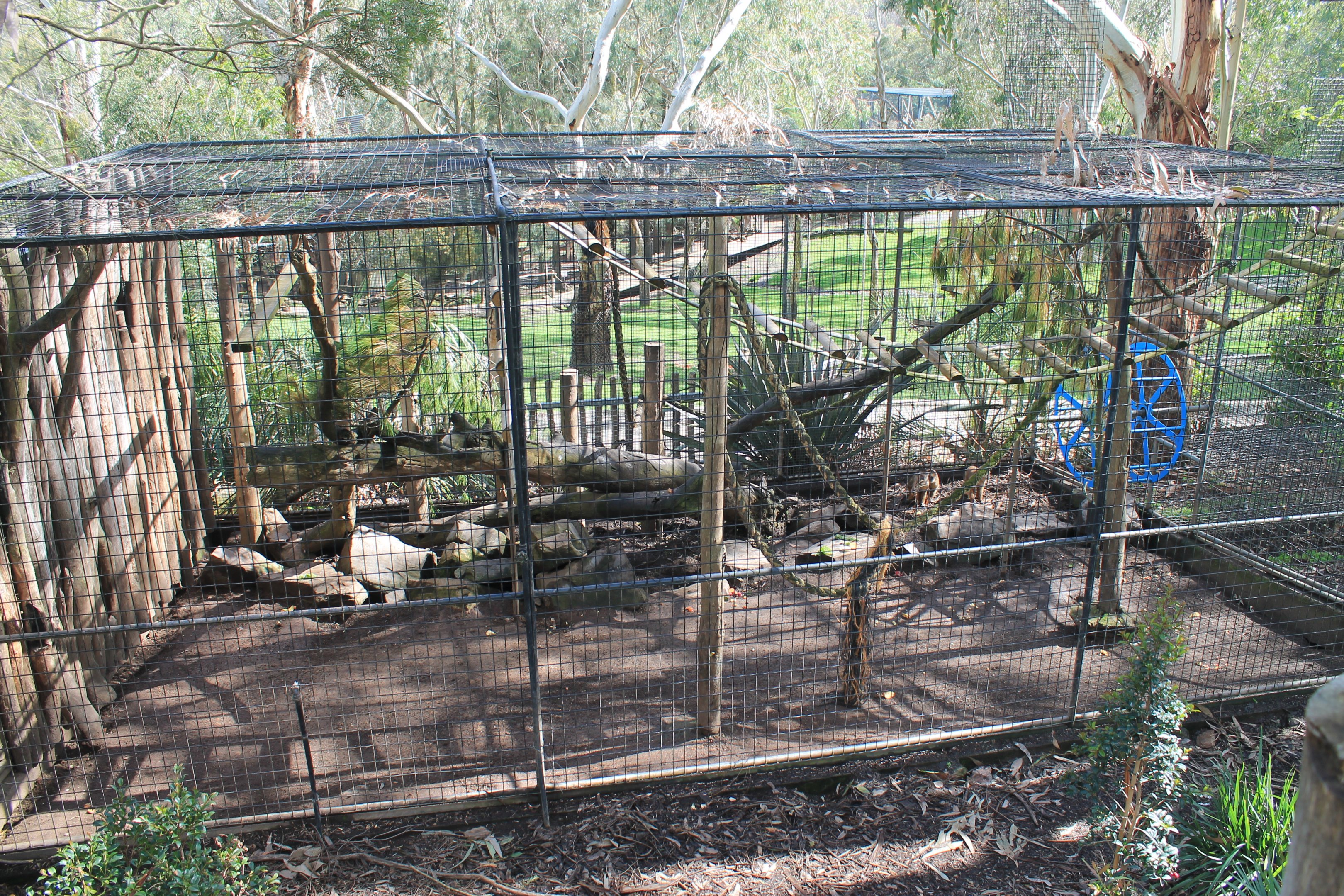 White-fronted Capuchin cage