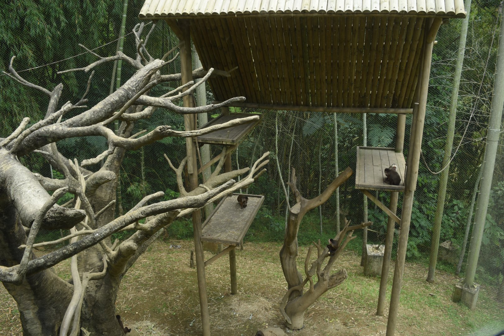 White-fronted capuchin (Cebus albifrons) exhibit