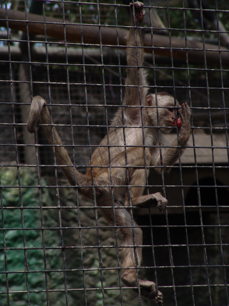 White-fronted Capuchin (Cebus albifrons)