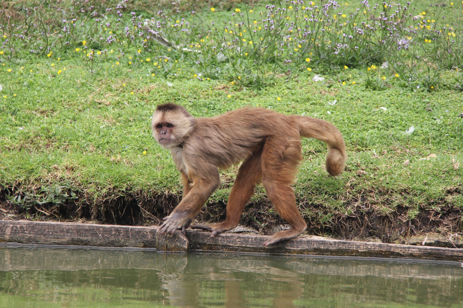 White-fronted capuchin (Cebus albifrons)