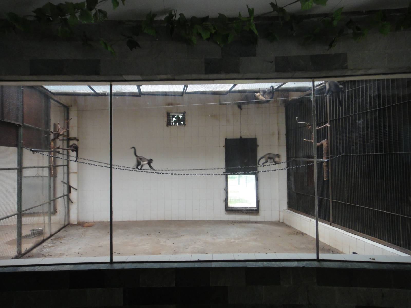 White-fronted capuchin enclosure