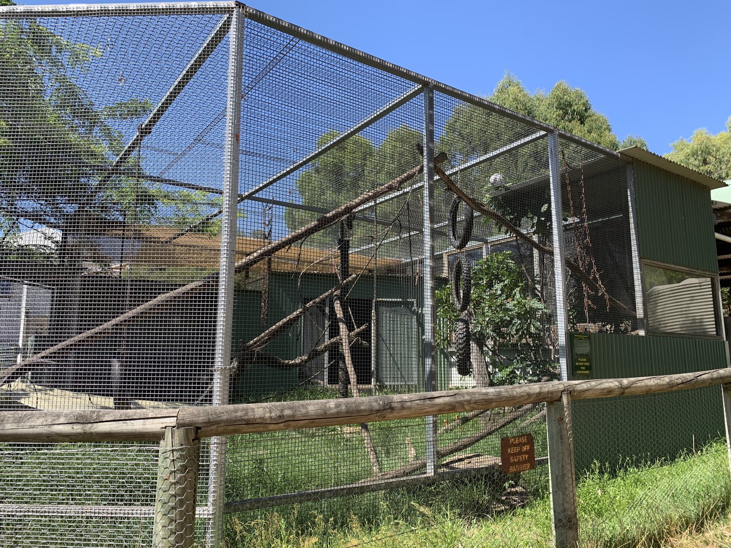 White-fronted Capuchin Enclosure