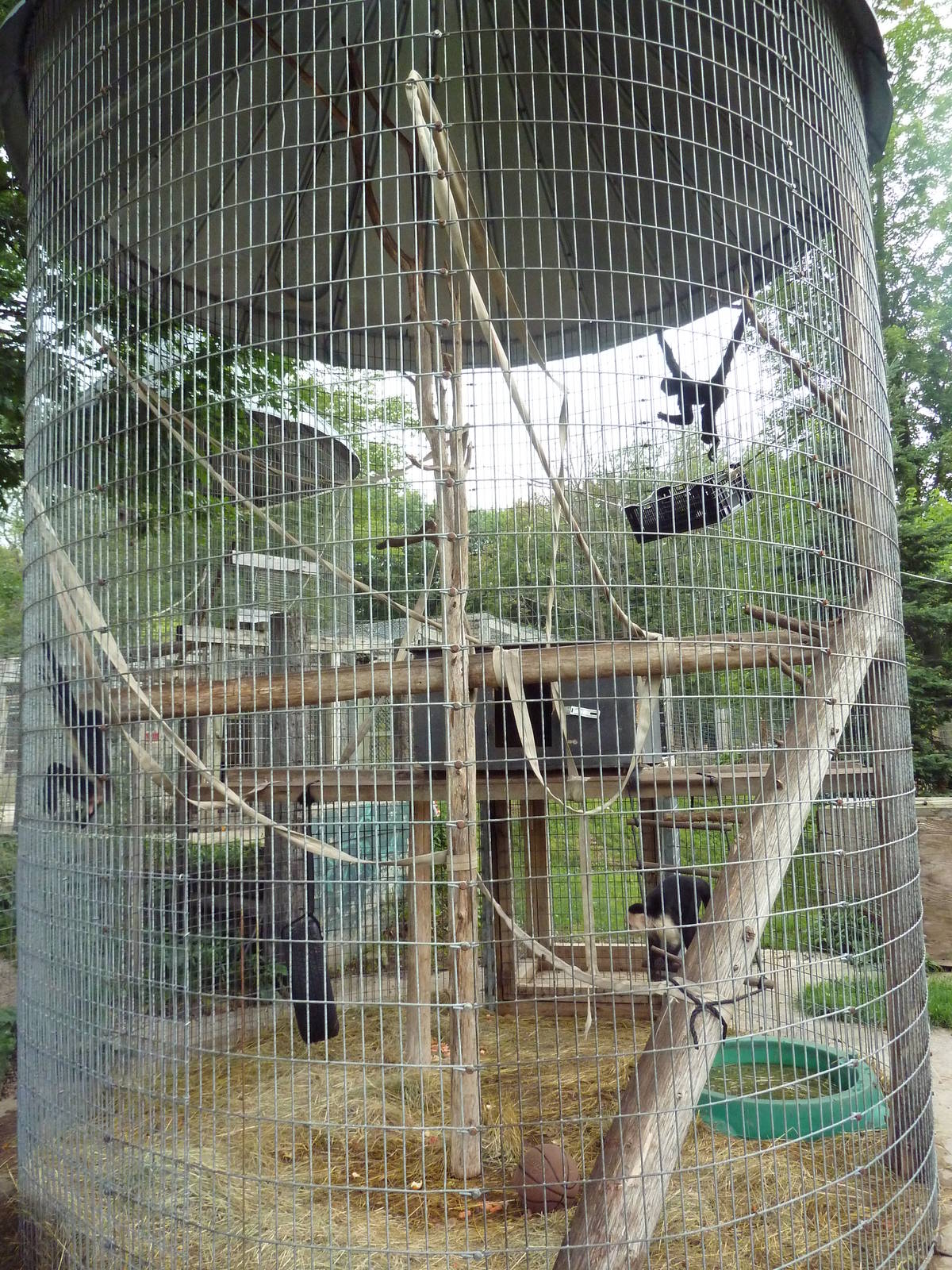 White-Fronted Capuchin Exhibit