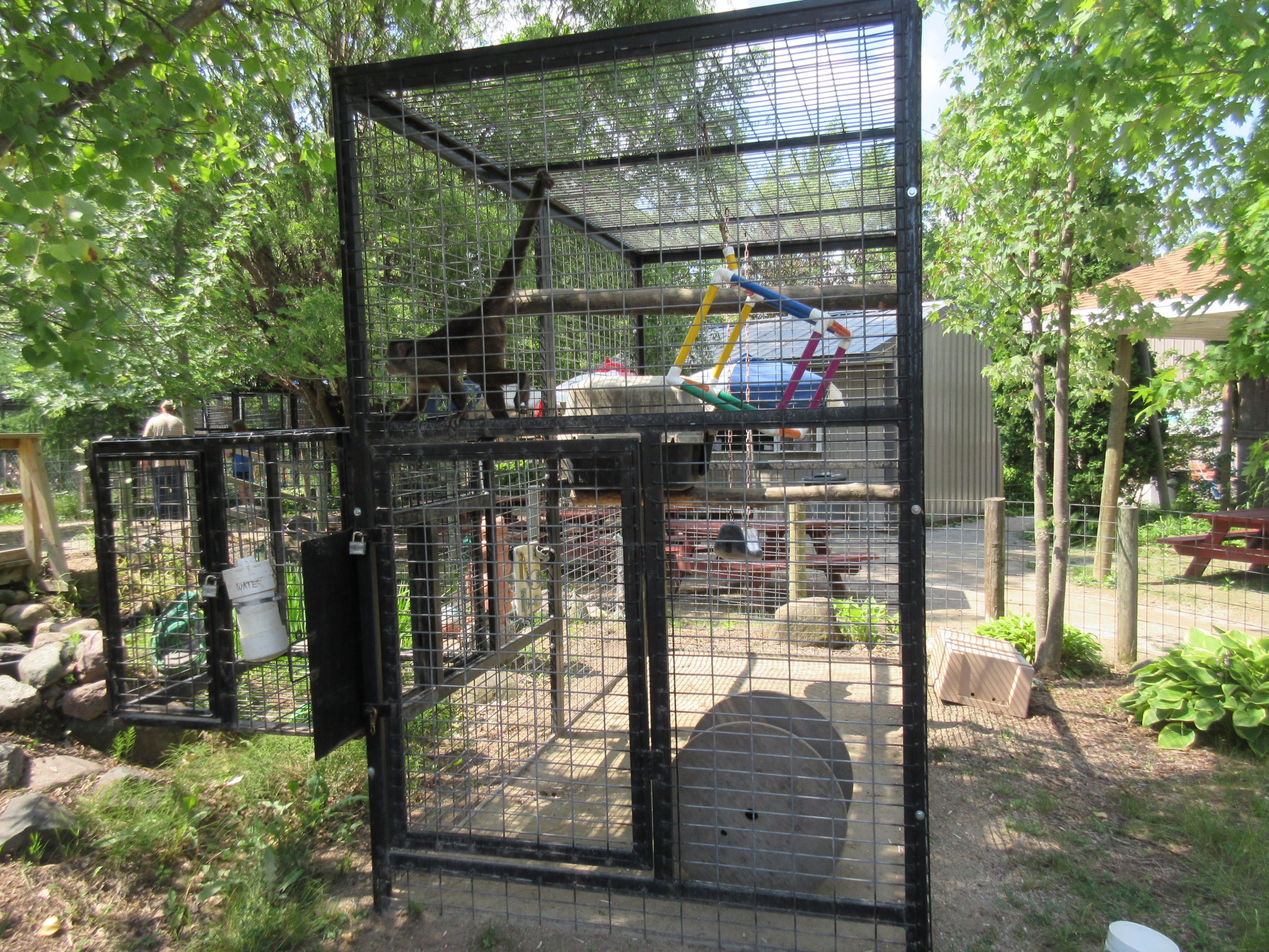 White-fronted Capuchin Exhibit