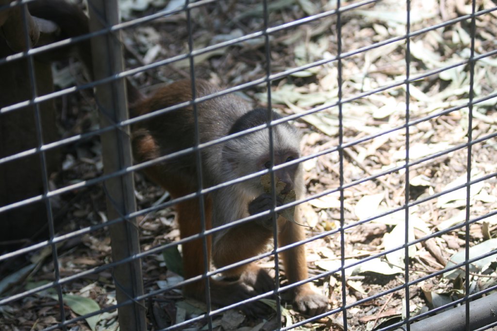 White-fronted Capuchin