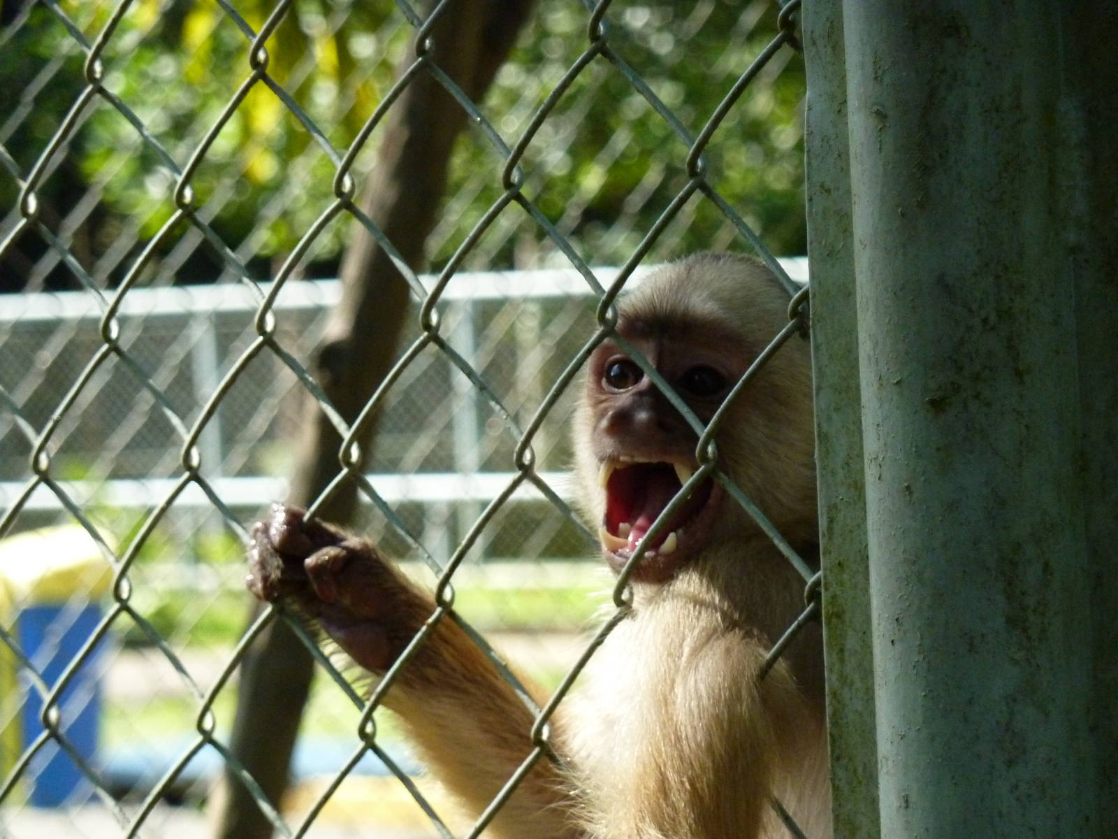 White-fronted capuchin