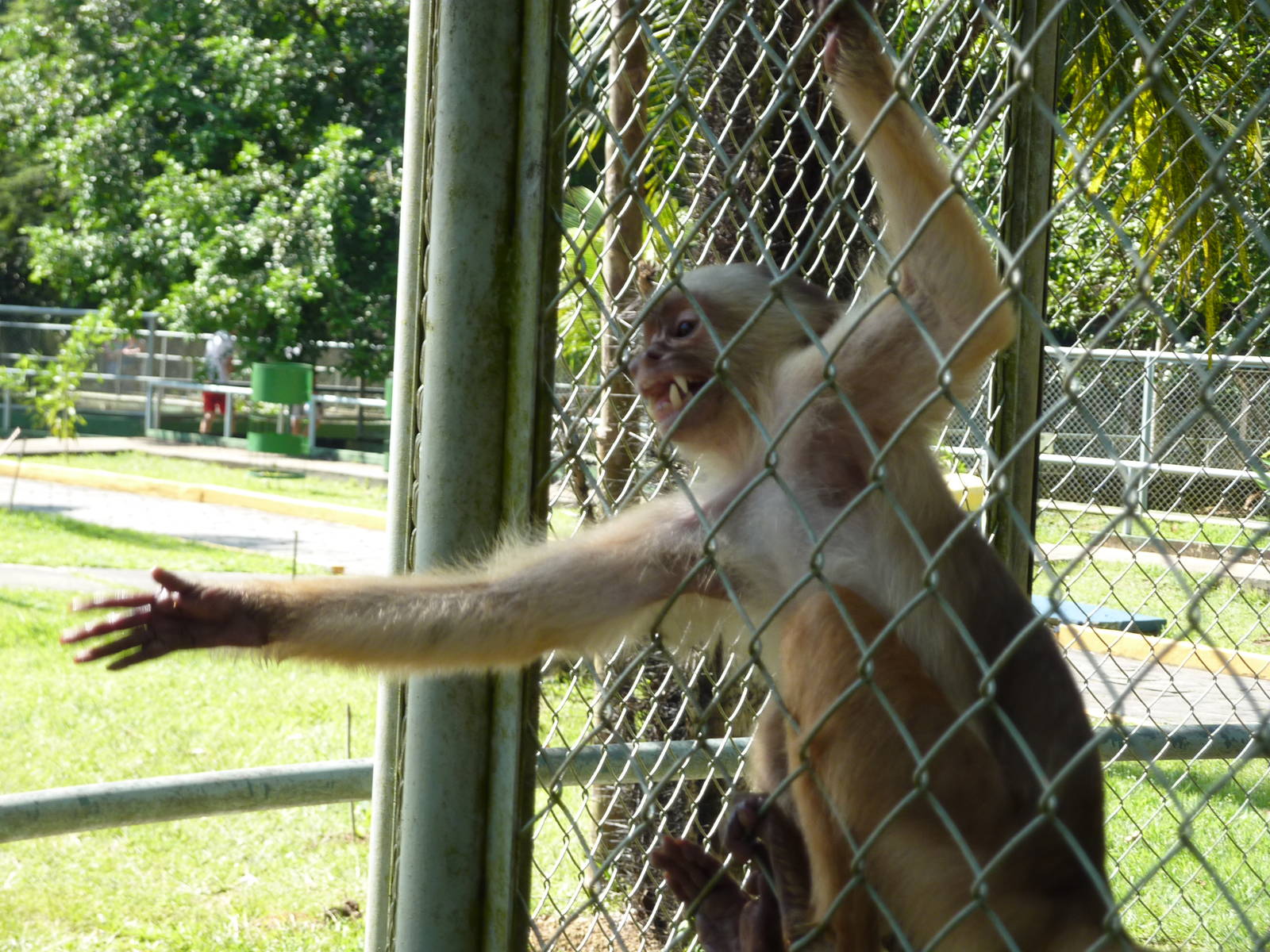 White-fronted capuchin