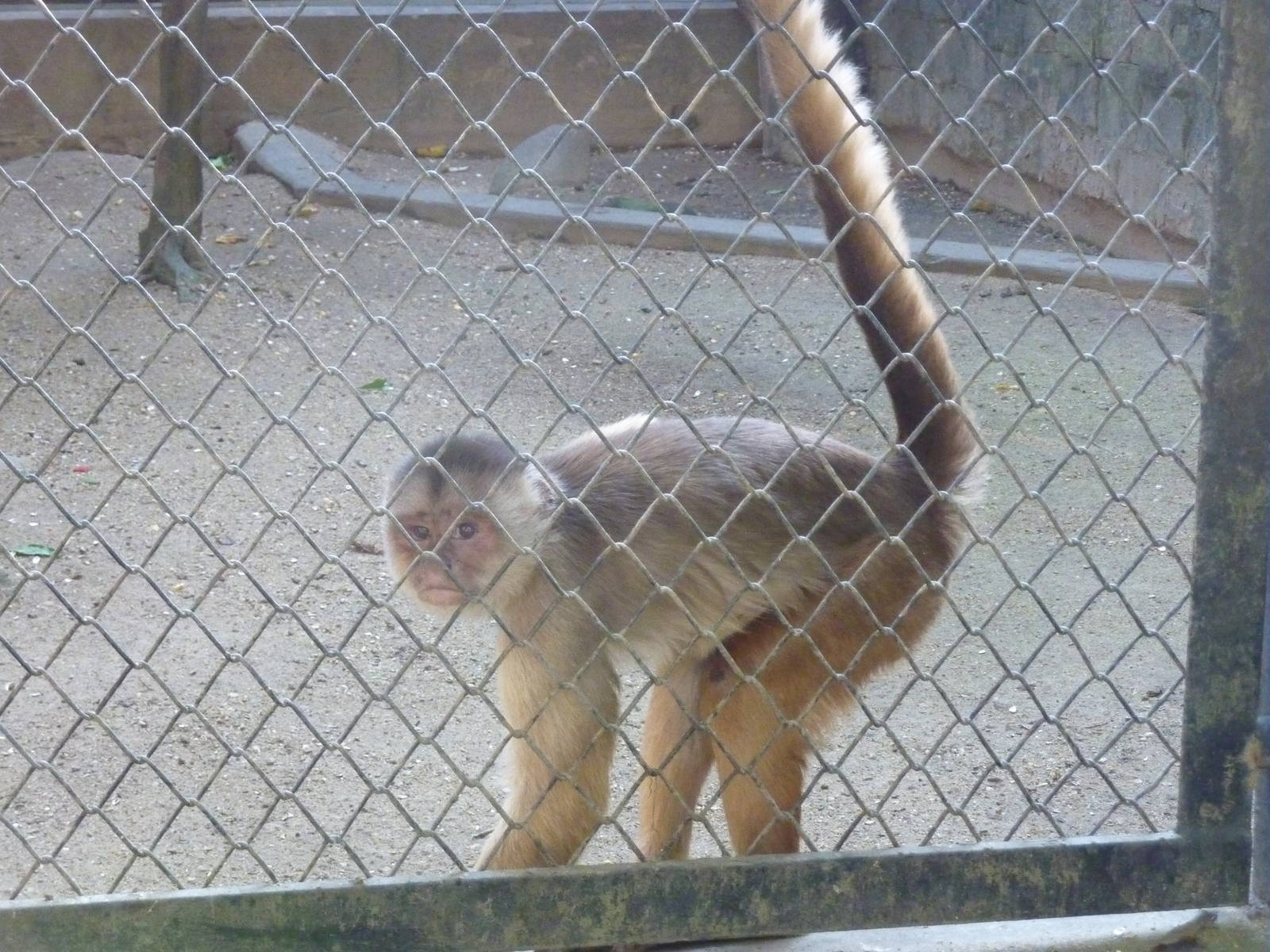 White-fronted capuchin