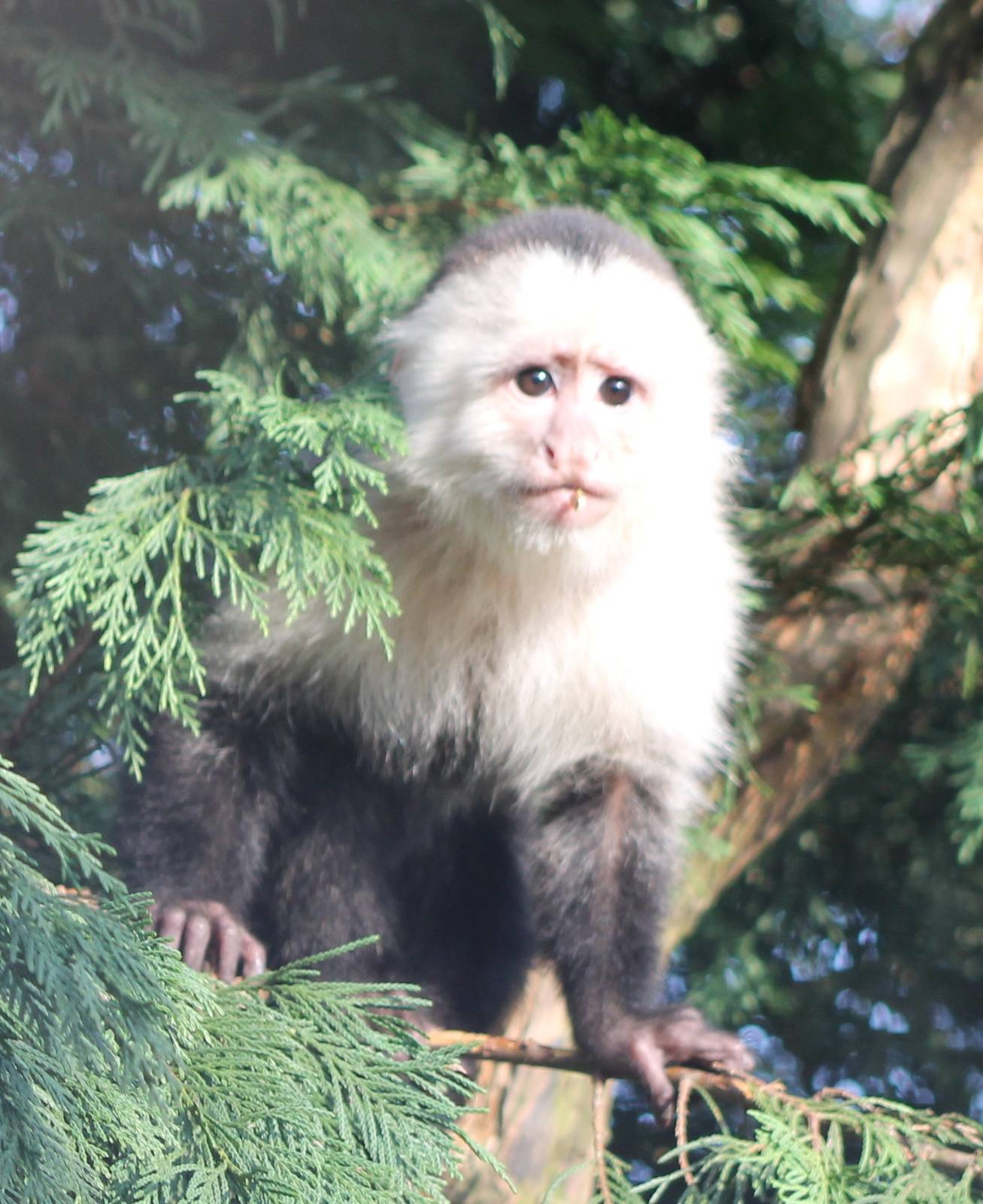 white-fronted capuchin