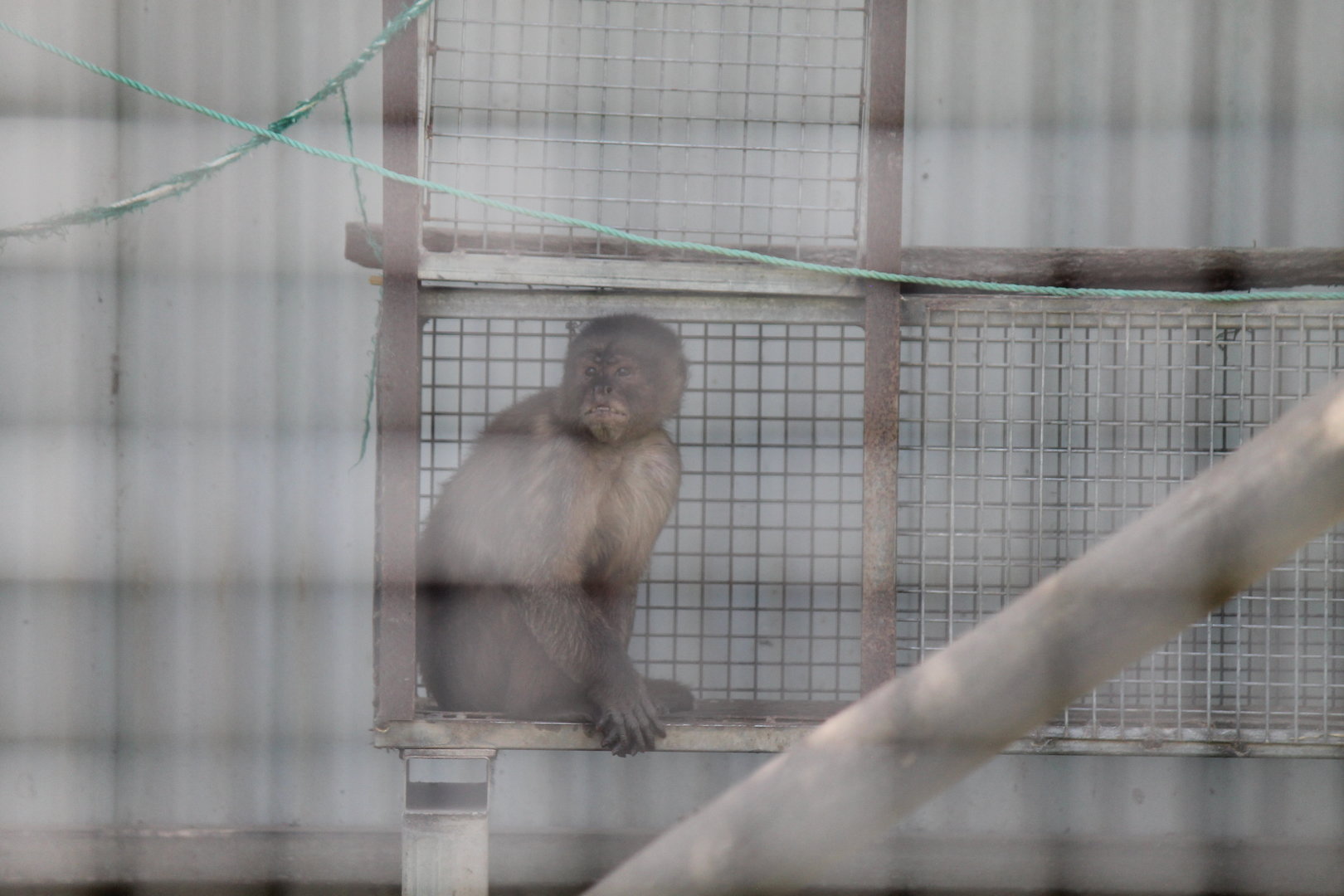 White-fronted Capuchin