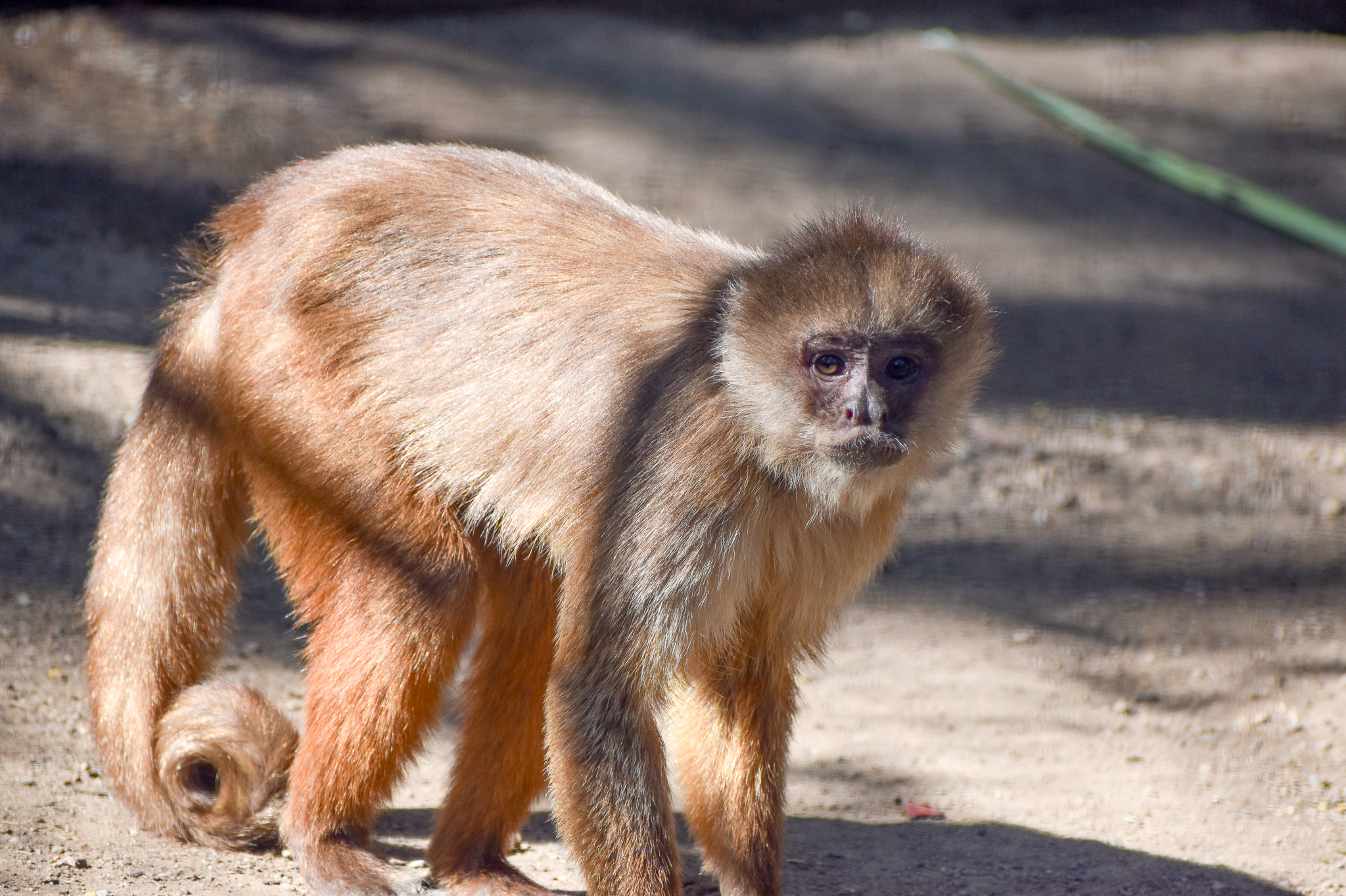 White-fronted Capuchin