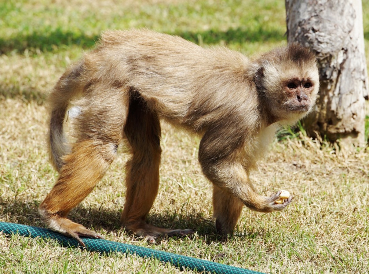 White-fronted Capuchin