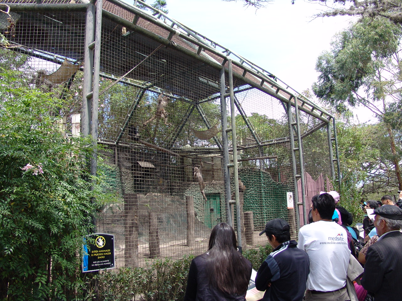 White-fronted Capuchin's (Cebus albifrons) and White-fronted Spider Monkey'