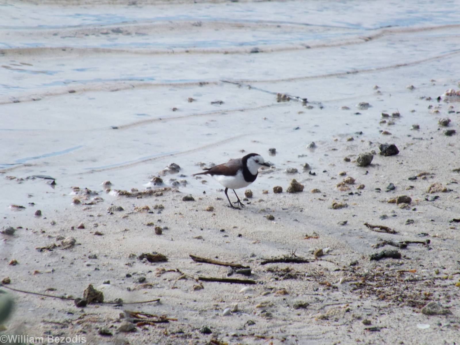 White-fronted Chat - Rottnest Island