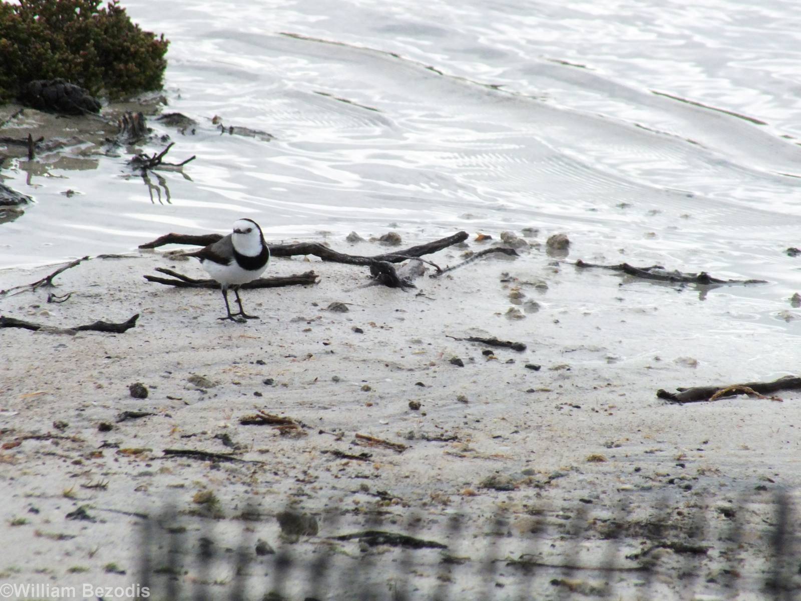 White-fronted Chat - Rottnest Island