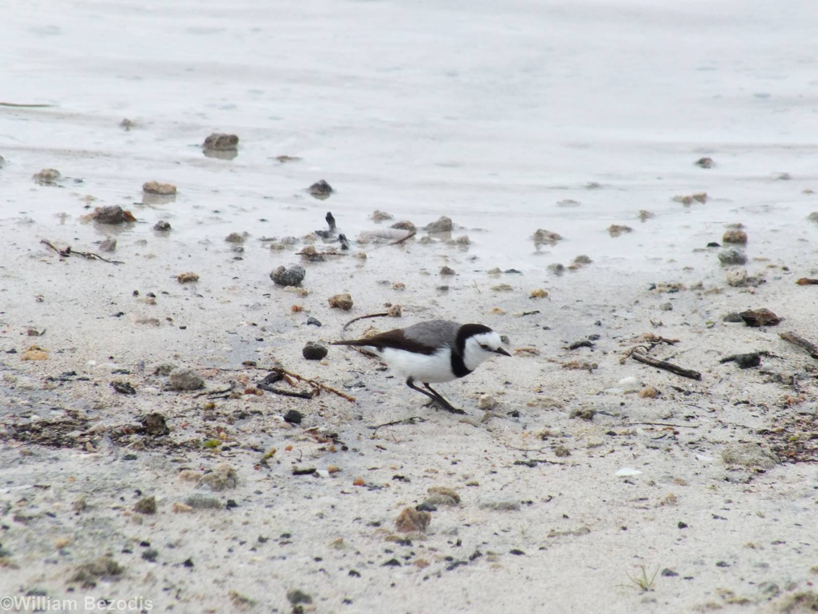 White-fronted Chat - Rottnest Island