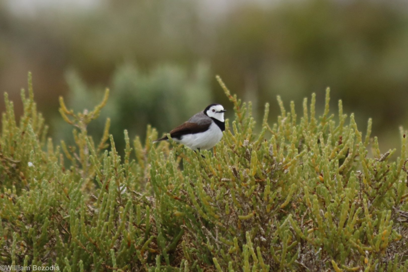 White-fronted Chat - Rottnest Island
