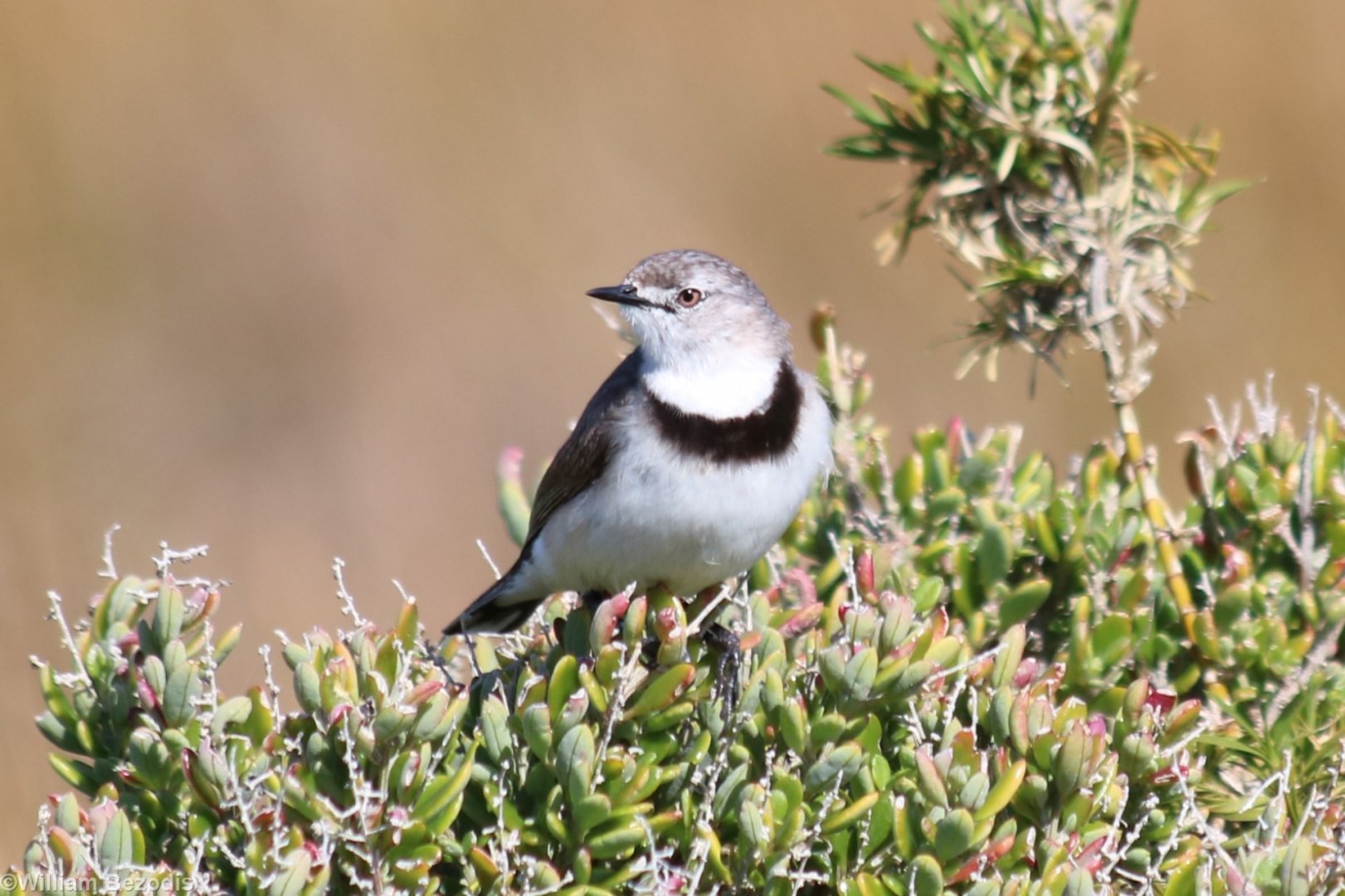 White-fronted Chat - Rottnest Island