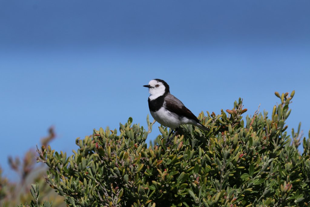 White-fronted Chat