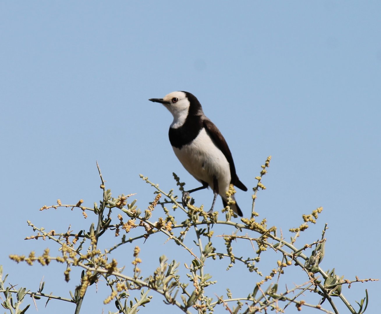 White-fronted Chat
