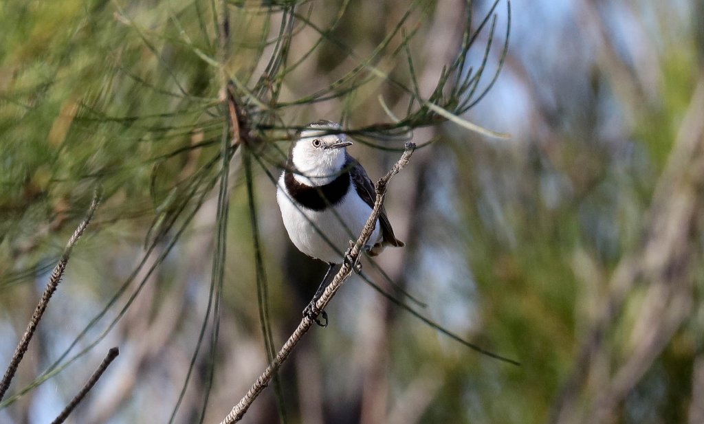 White-fronted Chat