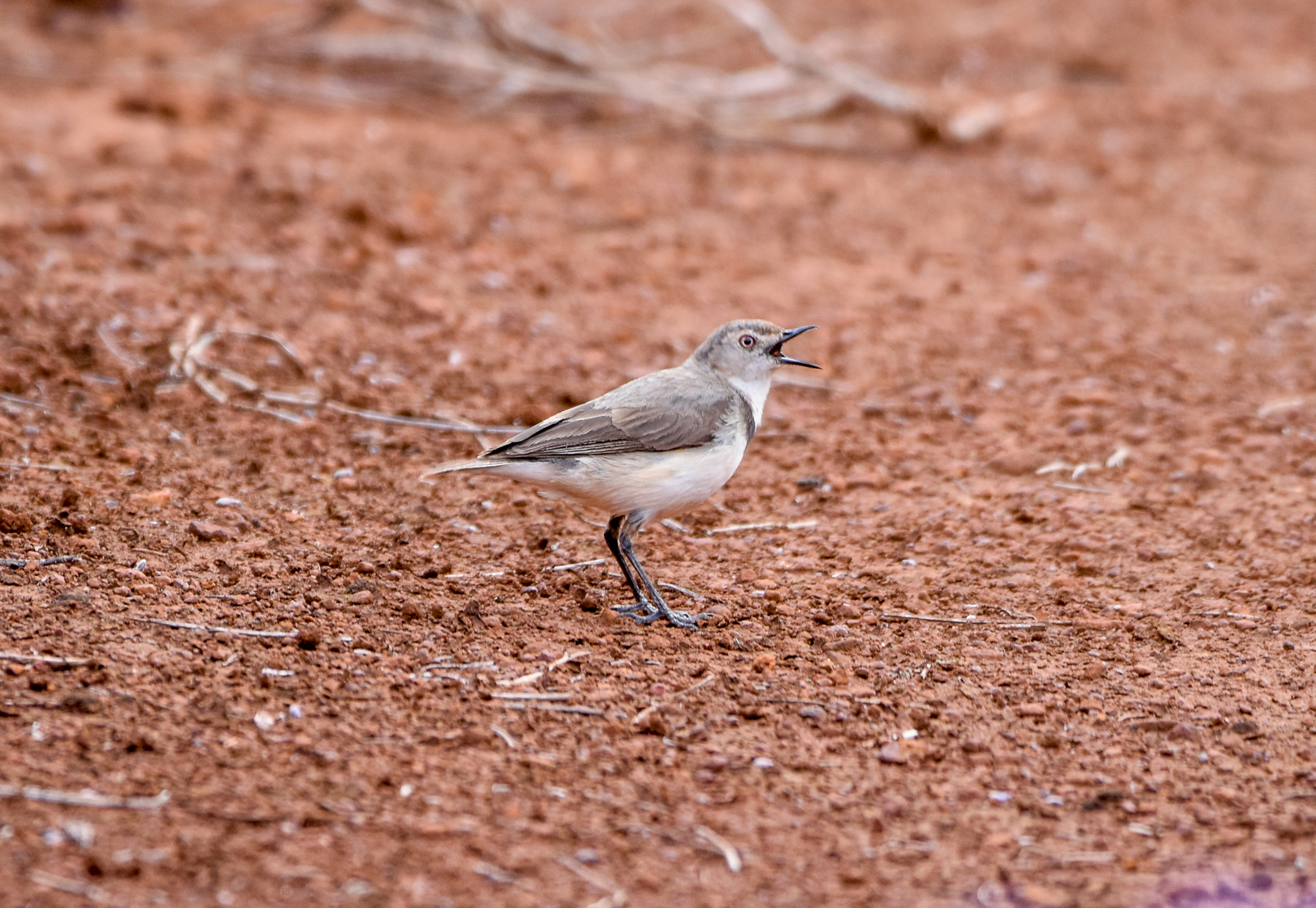 White-fronted Chat