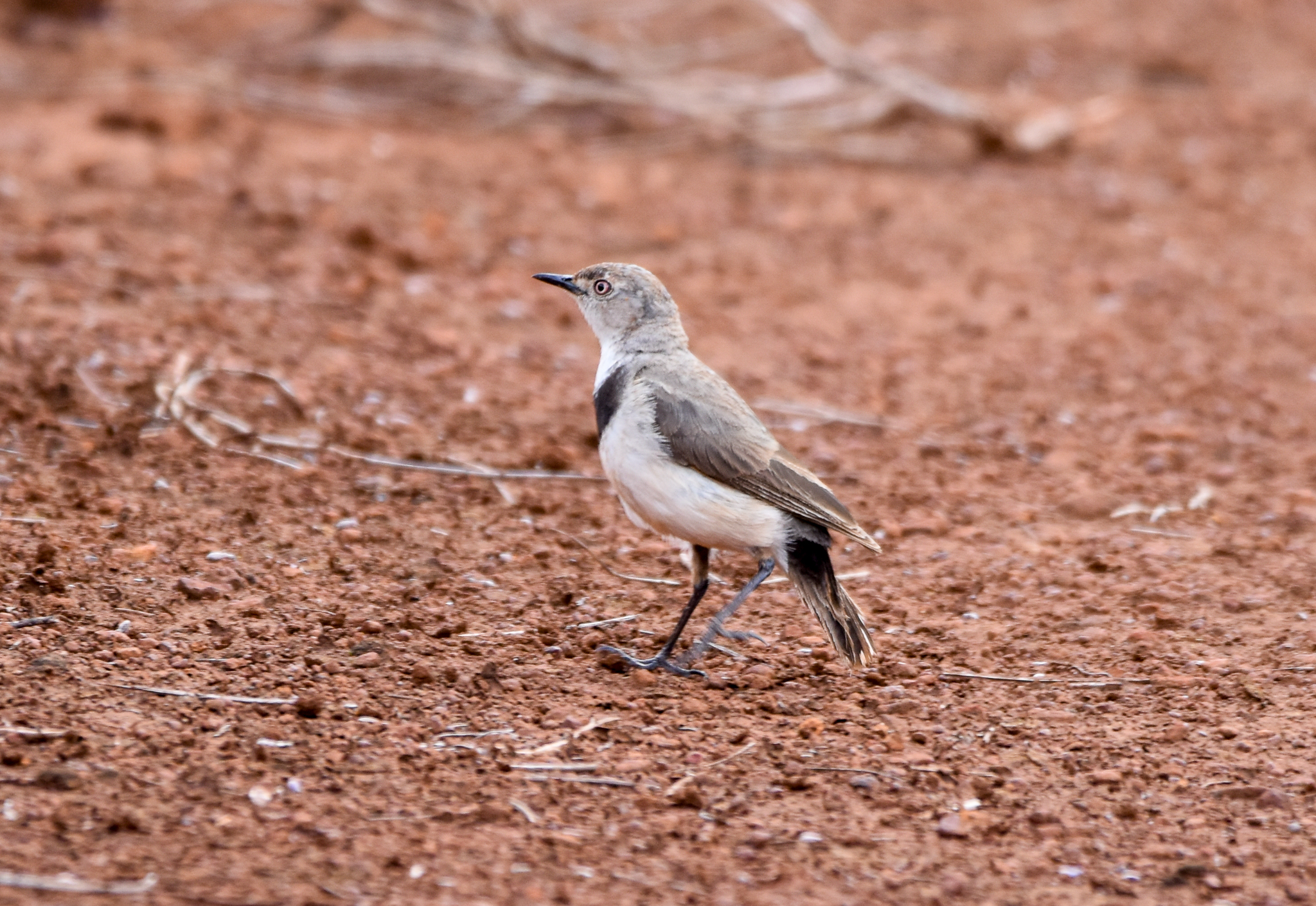 White-fronted Chat