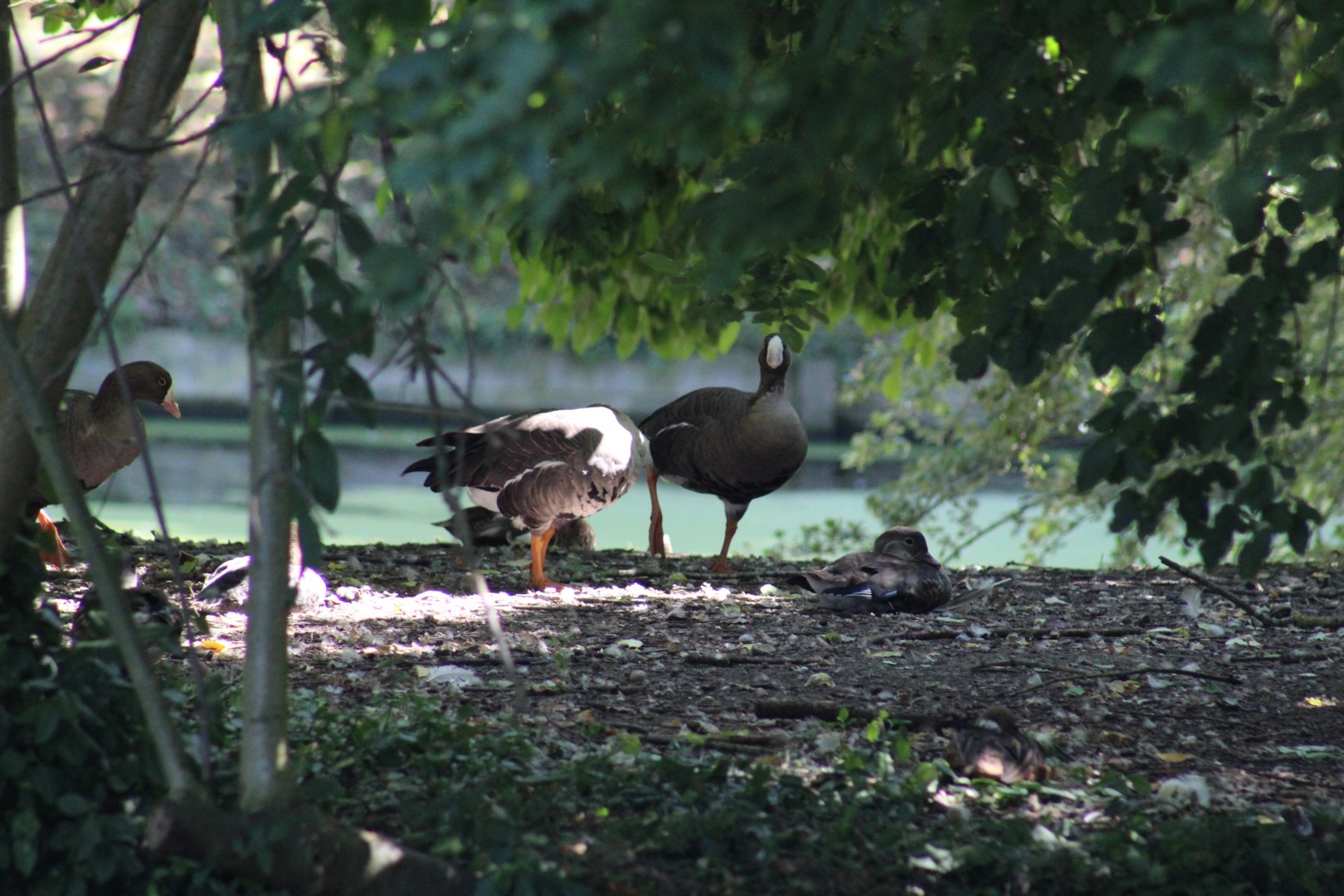 white-fronted geese