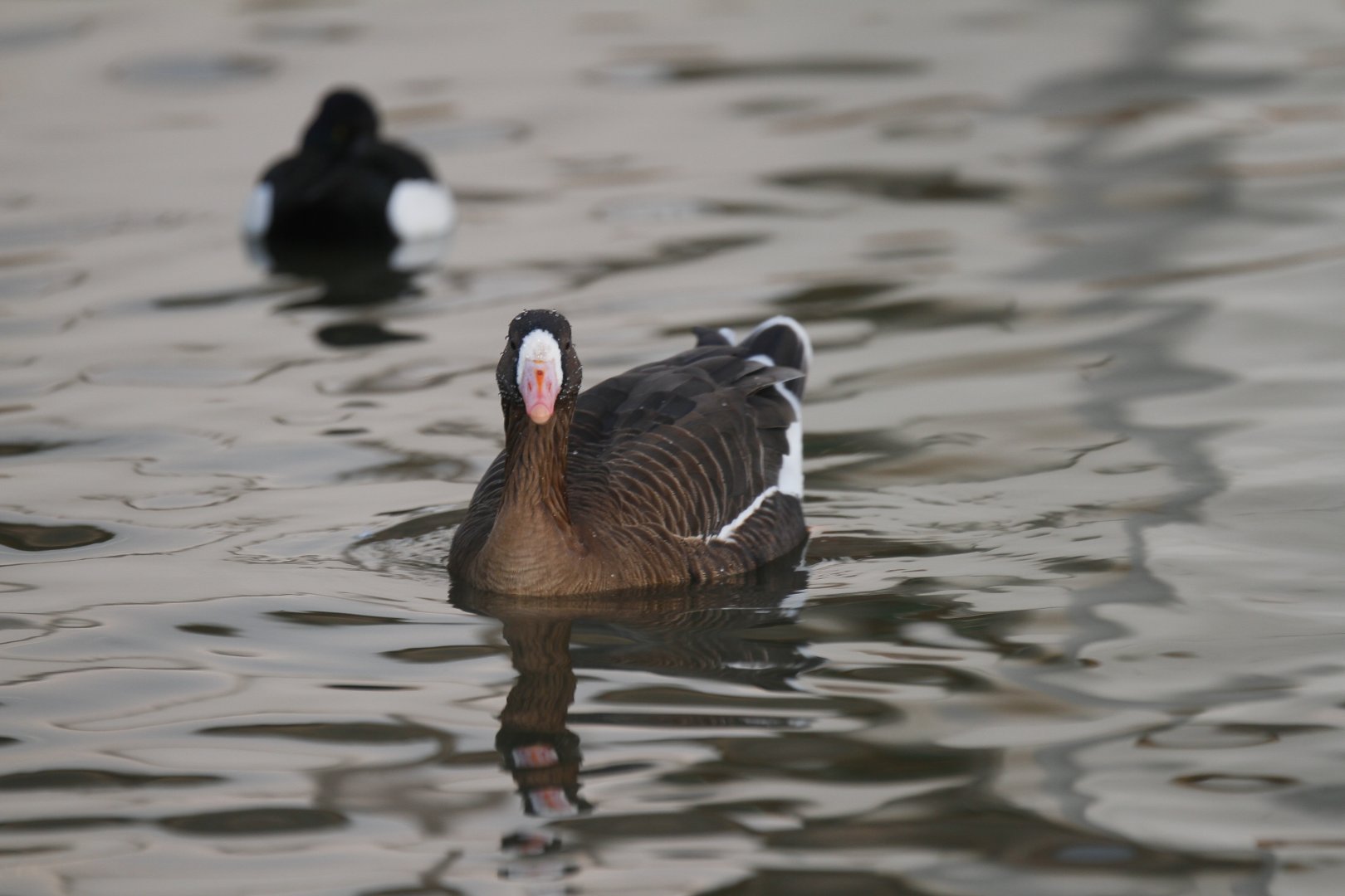 White-fronted goose (Anser albifrons)