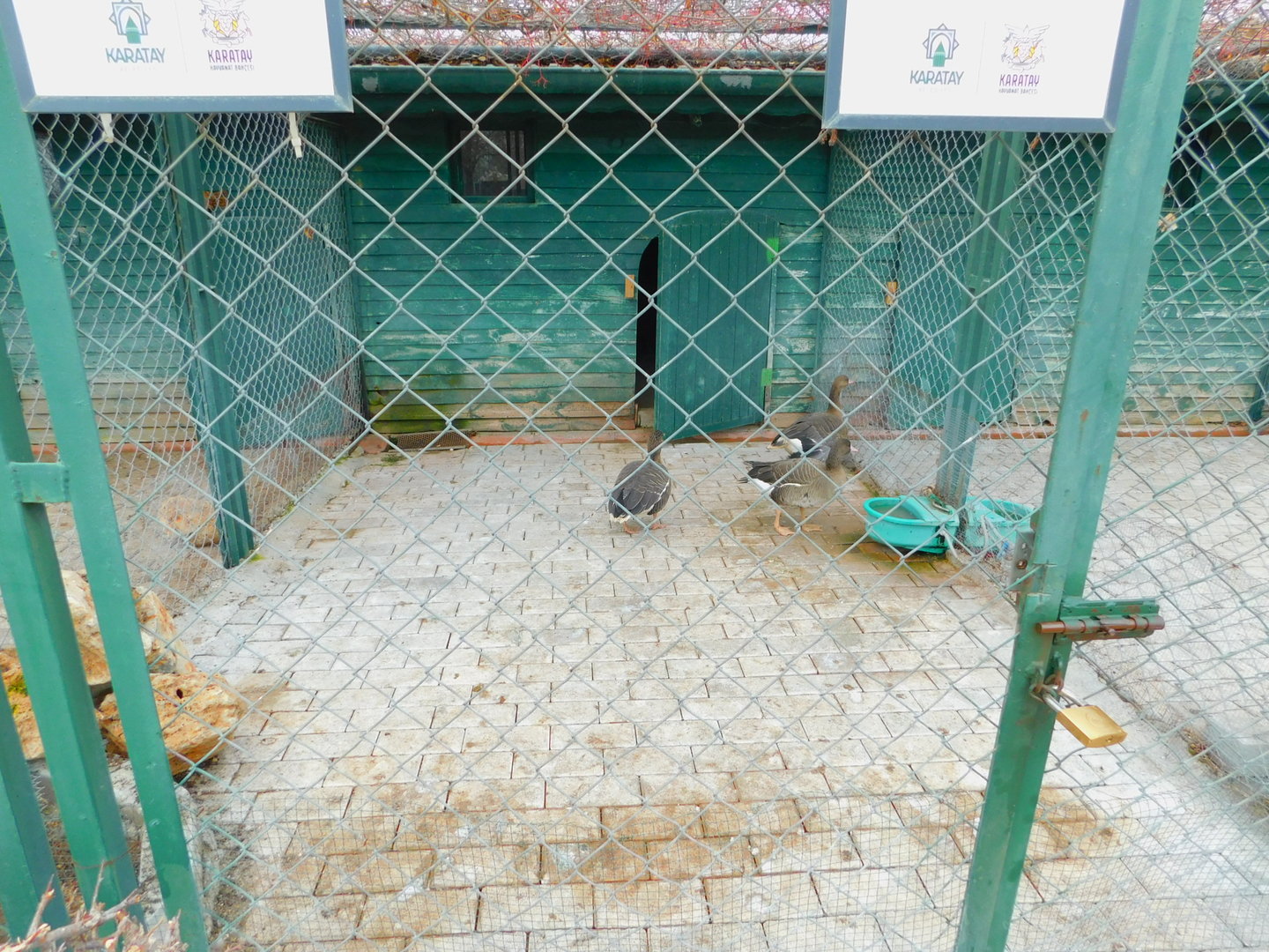 White-fronted Goose Enclosure at the Karatay Zoo
