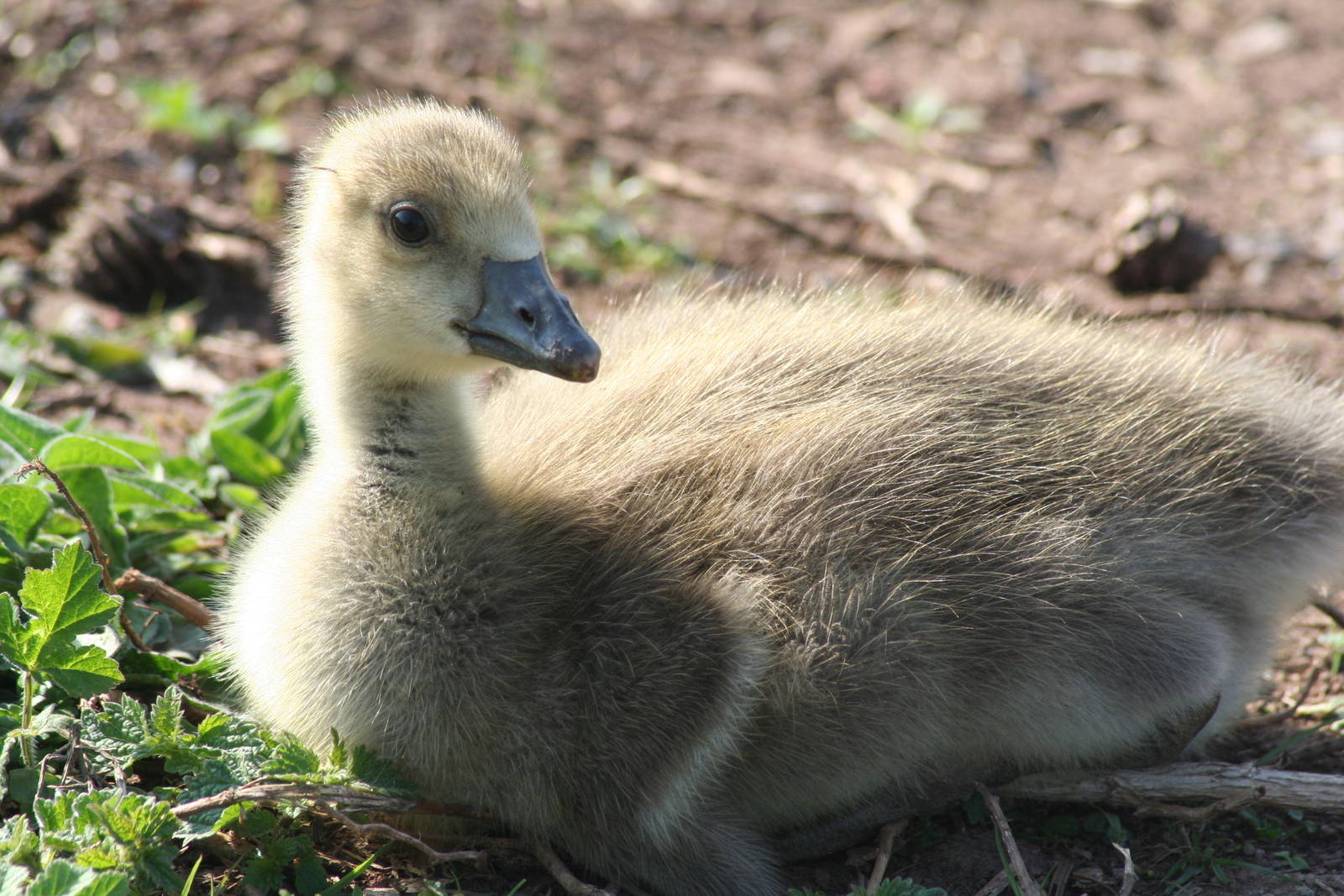 White fronted goose - goosling -Castle Espie WWT 08